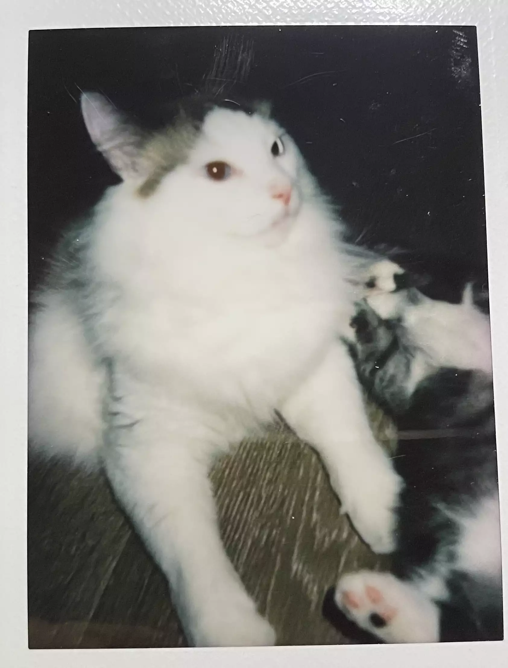 家猫在室内的日常(第 11 幅)