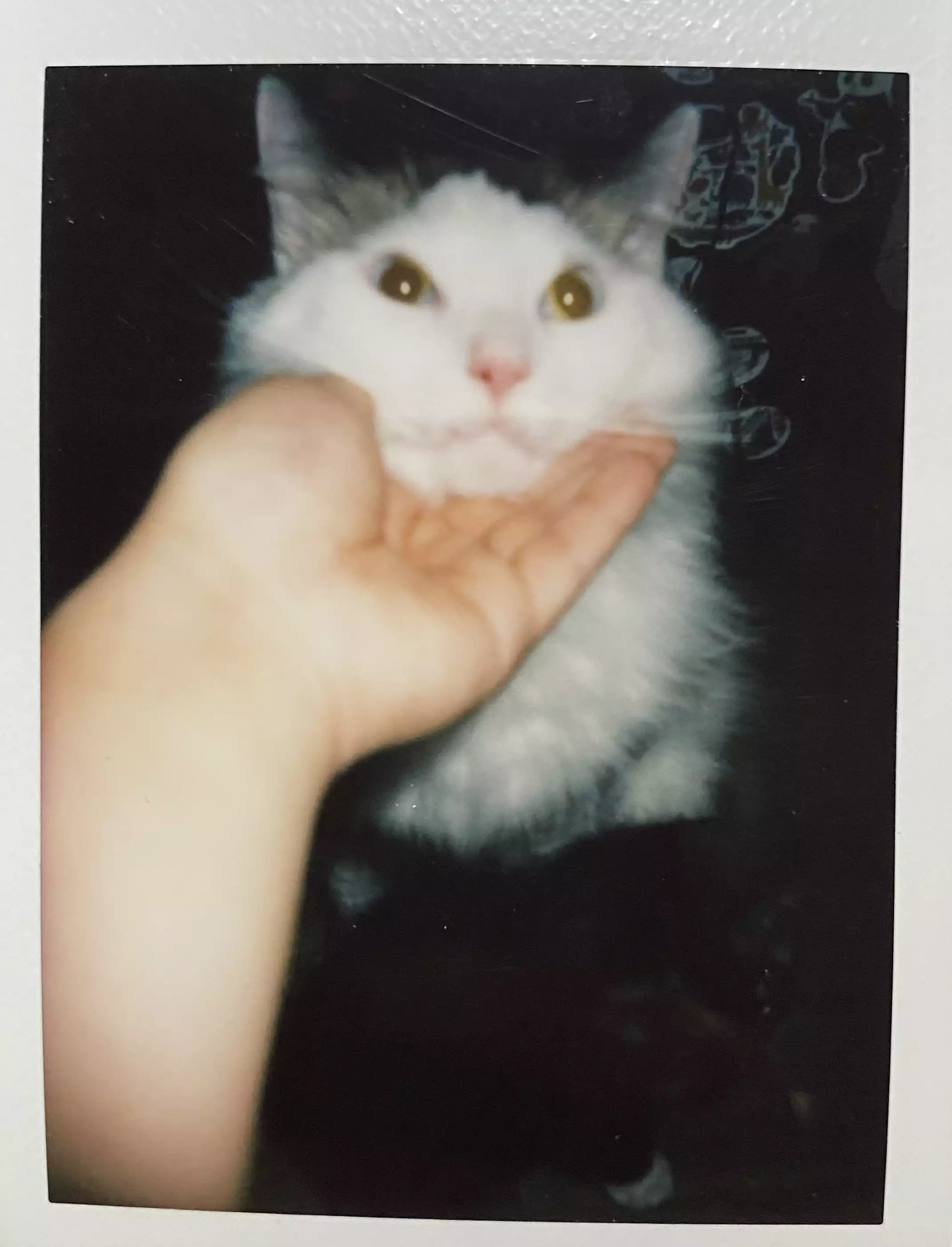 家猫在室内的日常(第 2 幅)