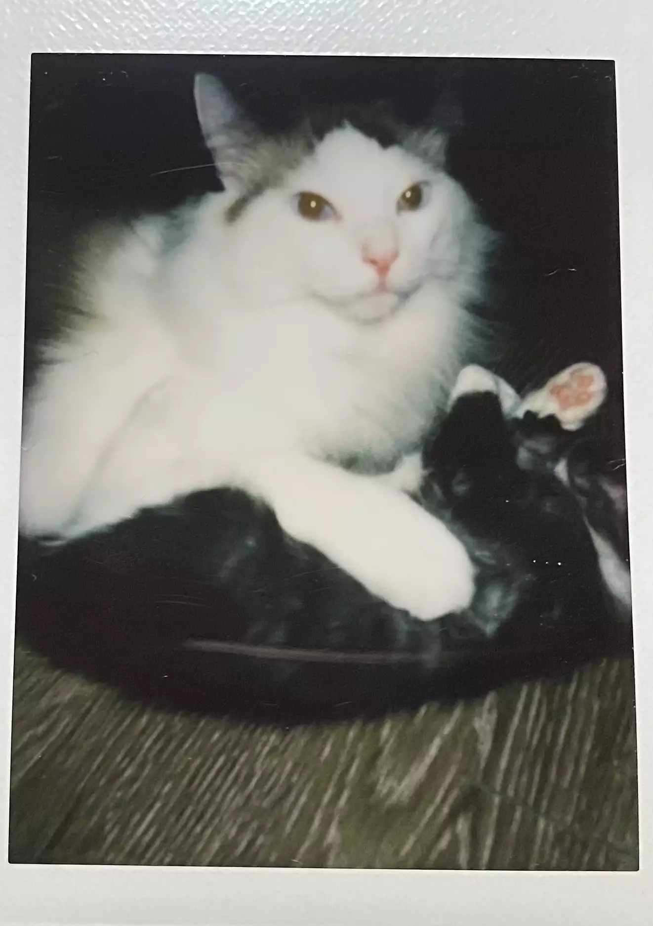 家猫在室内的日常(第 3 幅)