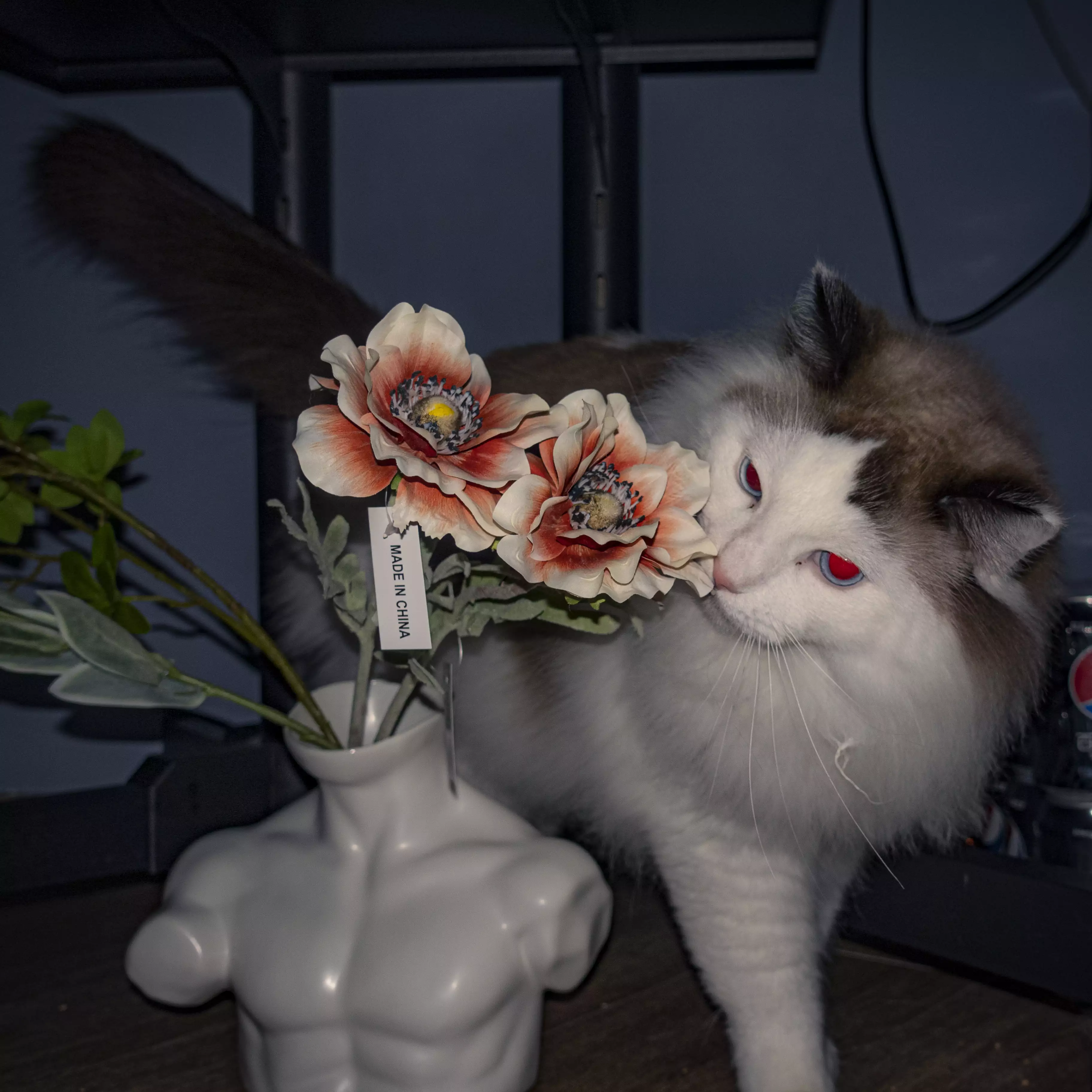 家猫在室内的日常（第 1 幅）