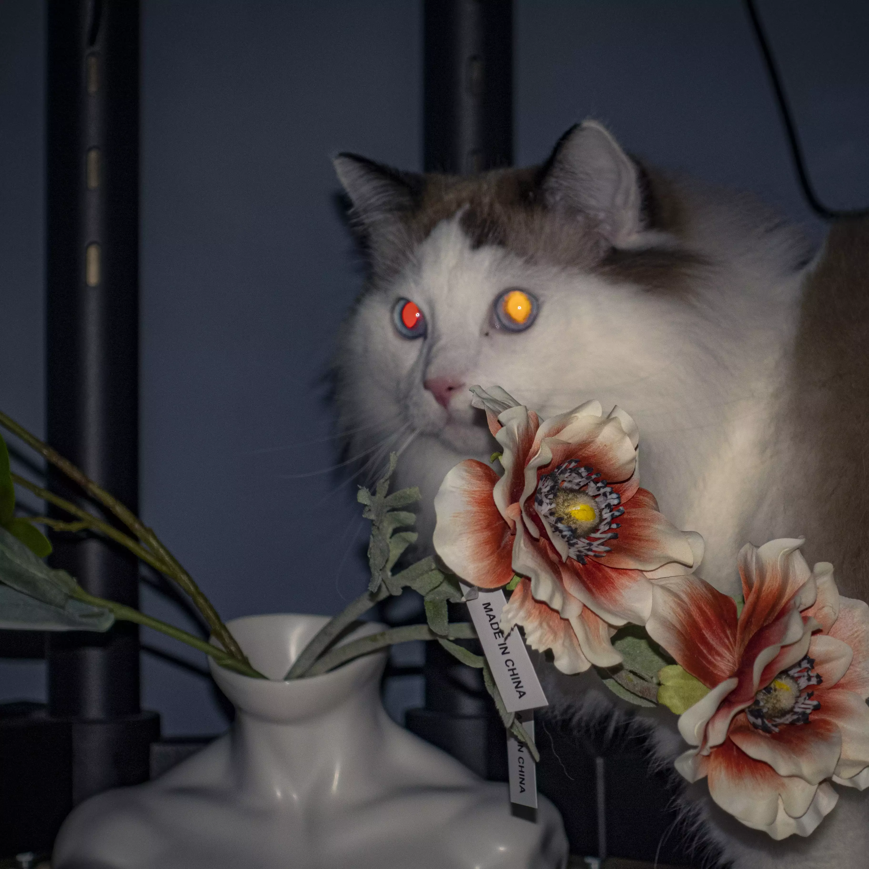 家猫在室内的日常（第 2 幅）