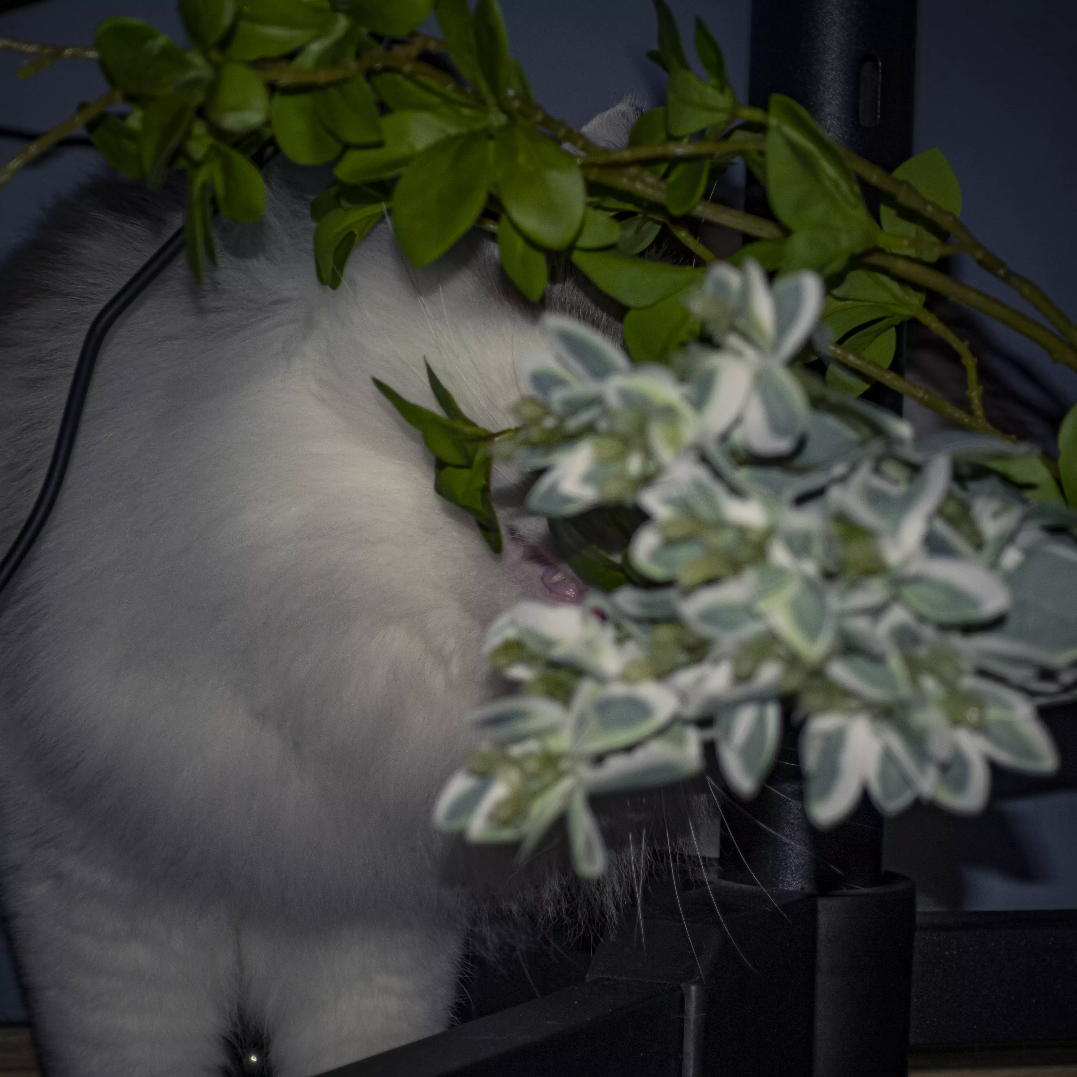 家猫在室内的日常（第 3 幅）