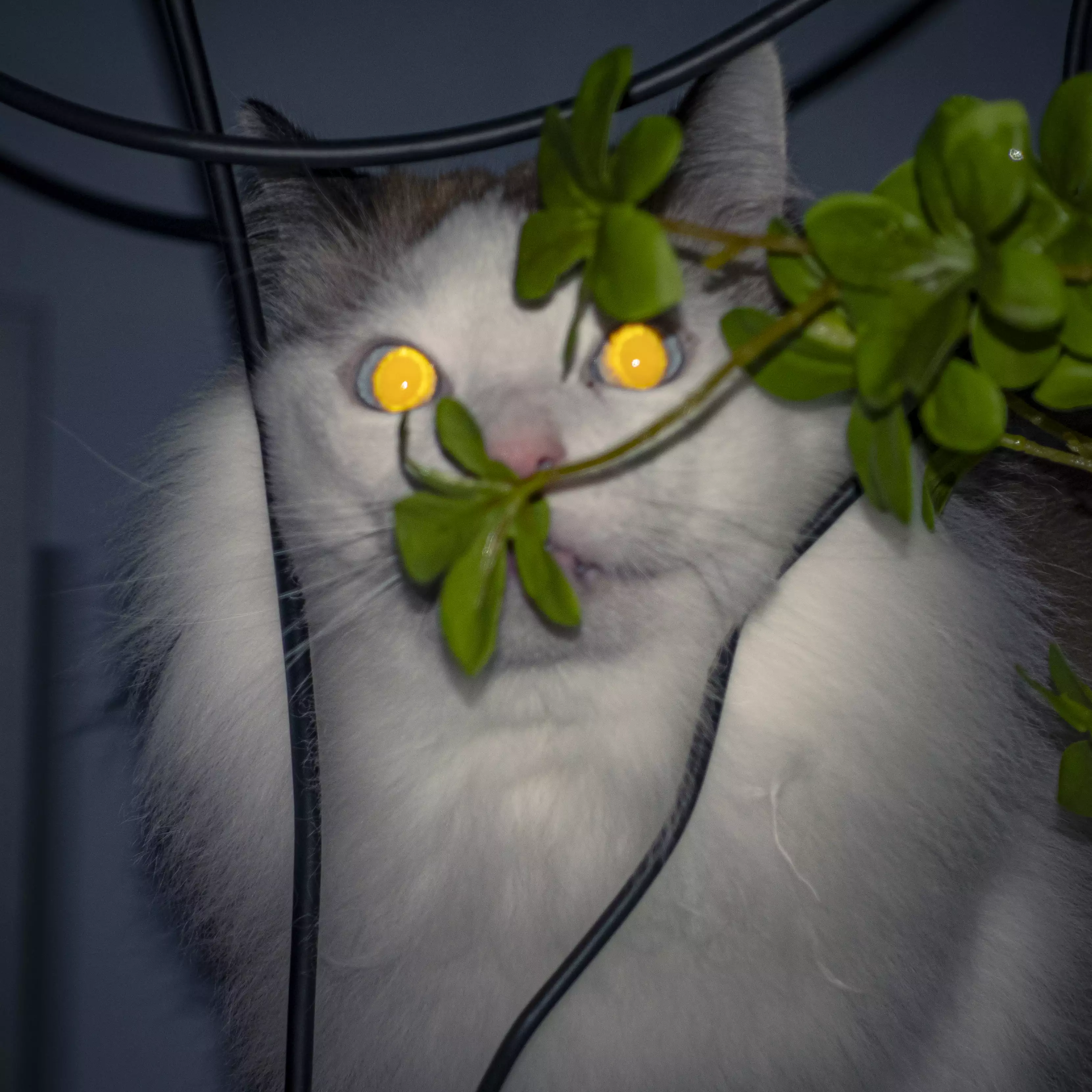 家猫在室内的日常（第 4 幅）